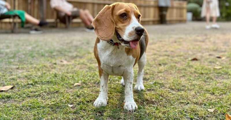 21 dog breeds that work best when they have a real job to do