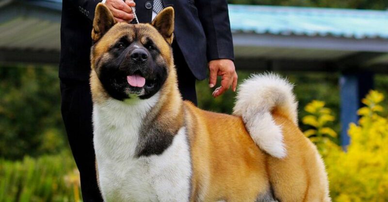 22Retractable Leashes Should Be Banned Is Blowing Up Again 13 Breeds Most Mentioned in Injury Horror Stories