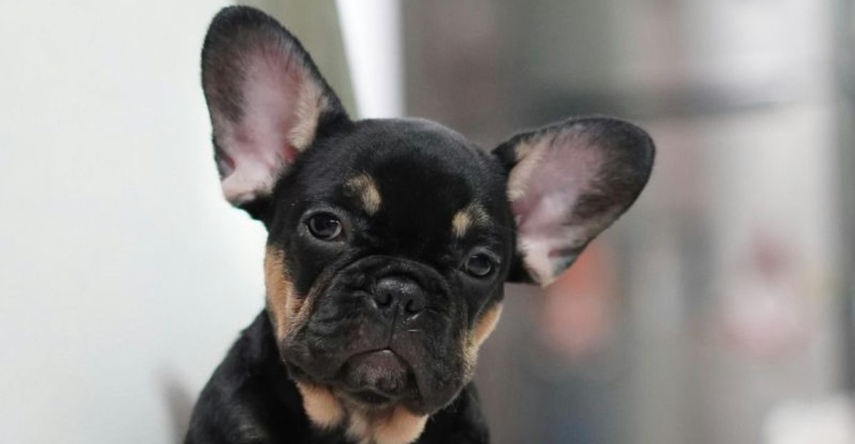 23 Low Maintenance Dog Breeds Perfect for First Time Owners