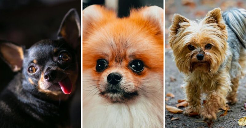 29 Adorably Small Dog Breeds Stay Tiny for Life