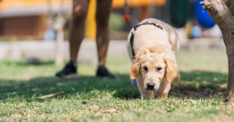 8 mistakes people make when choosing a calm dog for a quiet home