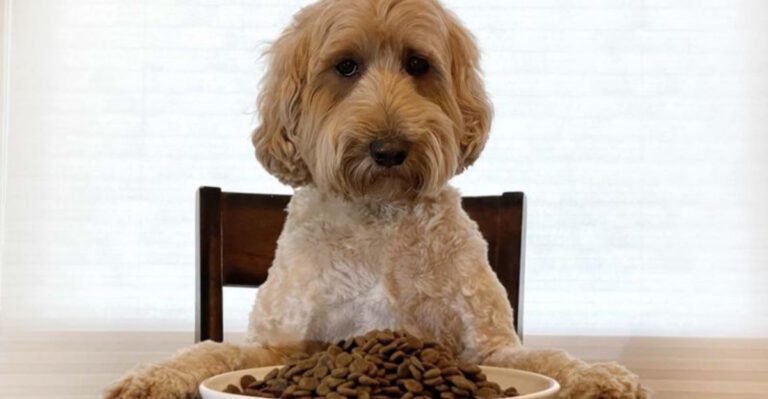 9 dog friendly foods most people worry about and 7 that deserve caution dog news