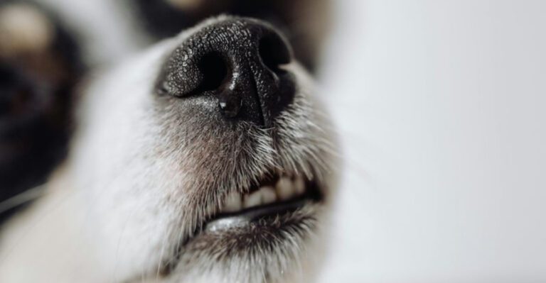 9 everyday household smells that stress dogs out more than owners realize dog news