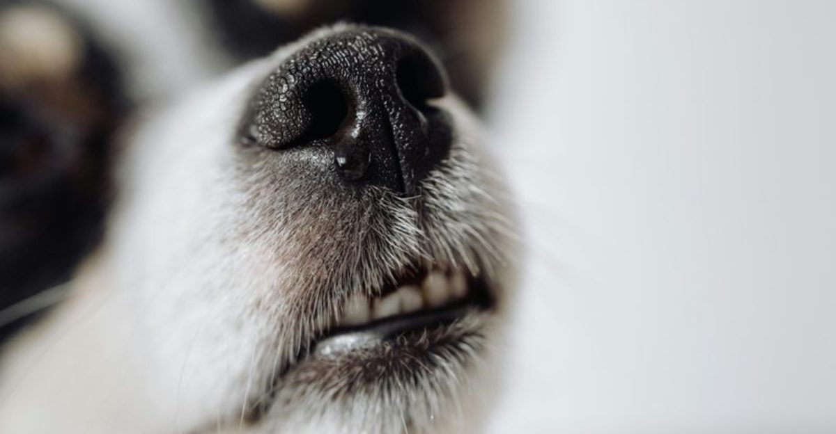 9 everyday household smells that stress dogs out more than owners realize