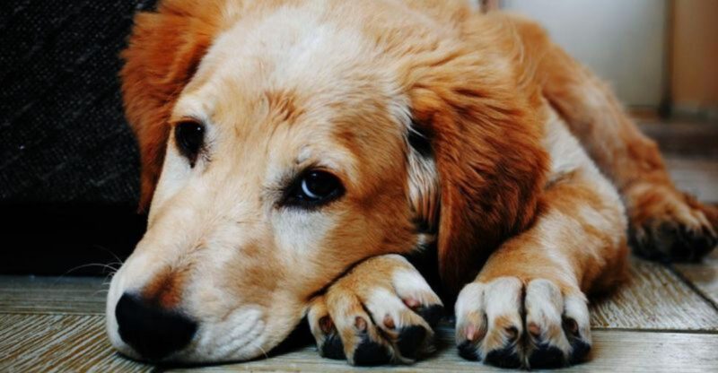 9 everyday noises that make dogs anxious and 6 that soothe them
