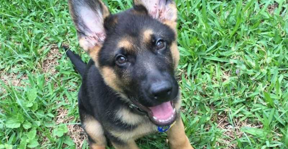 Adolescent Regression Is Trending 12 Breeds Owners Say Turn Into Chaos At 6 18 Months