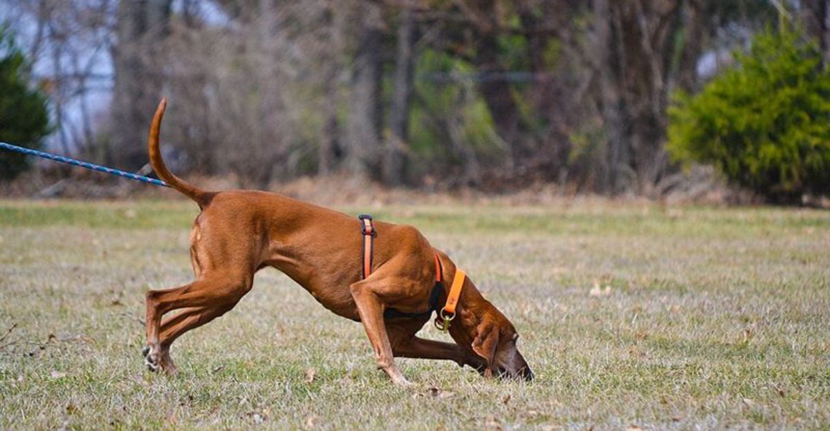 AirTag Collars Are Creepy vs They Save Lives Is Trending 13 Breeds Owners Track Most