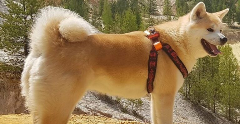 Balanced Training Comment Wars Wont Stop 12 Breeds Most Mentioned When People Argue Tools vs Rewards dog news