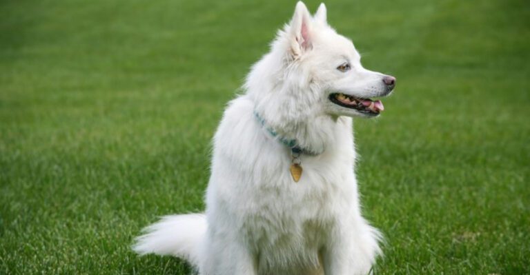 Barrier Frustration Is The New Buzzword 12 Breeds Owners Say Lose It Behind Fences dog news