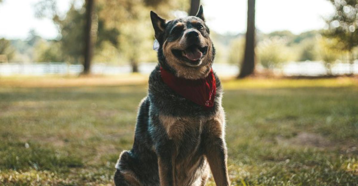 Behavioral Euthanasia Posts Keep Breaking The Internet 10 Breeds Most Mentioned In Last Resort Threads