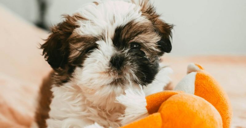 CBD For Dogs Is Turning Into A Culture War 13 Breeds Owners Mention Most in Calming Product Threads