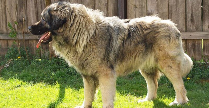 Calm Dogs That Are Actually Shut Down Are Going Viral 12 Breeds Most Mentioned in Freeze Response Threads