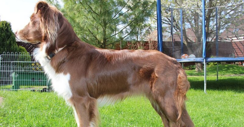 Car Anxiety Content Is Exploding 12 Breeds Owners Say Get Nauseous Panicky Or Overexcited