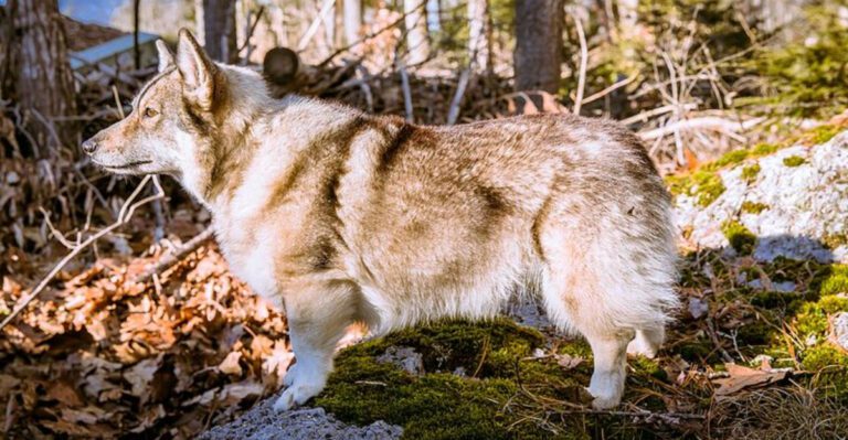 Clicker Training Is Useless Takes Are Going Viral 14 Breeds Owners Mention Most in It Didnt Work Threads dog news