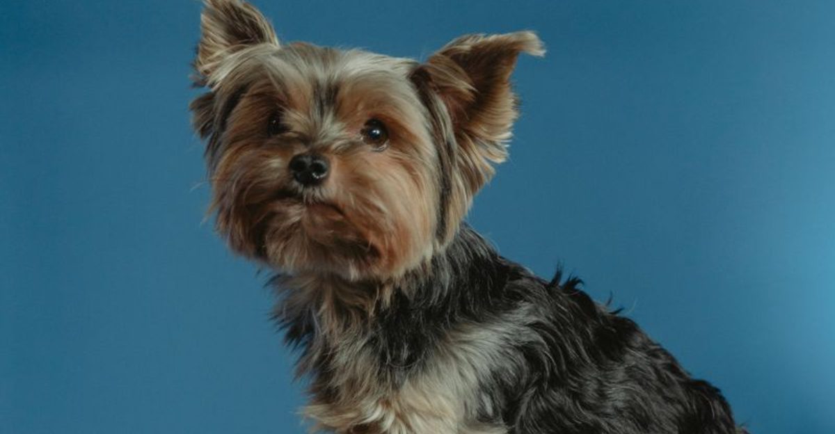 Consent Tests Are Going Viral 12 Breeds Owners Practice Opt In Handling With The Most