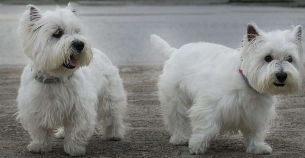 Coughing After Drinking Water? Don’t Brush It Off – 12 Breeds That Do This a Lot