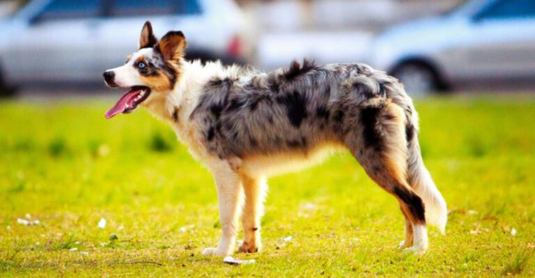Counter Surfing Is The Ultimate Rage Topic 12 Breeds Owners Say Are The Sneakiest dog news