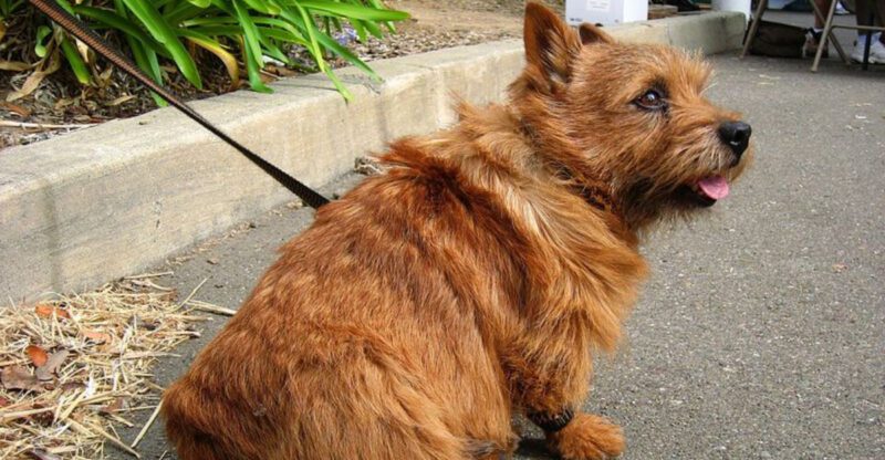 Demand Barking Is Learned Arguments Wont Quit 12 Breeds Owners Mention Most in Bossy Dog Posts