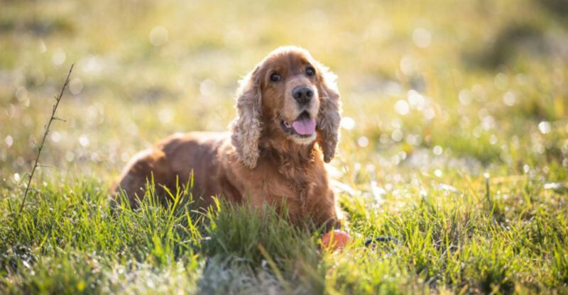 Demand Barking Routines Are Going Viral 12 Breeds Owners Say Train Their Humans First