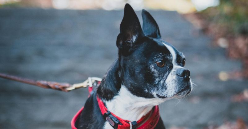 Dog Talking Buttons Are Back On Everyones Feed 12 Breeds People Swear Learn Soundboards Fast