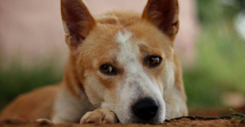 Dogs Ignoring Commands In Public But Not At Home Is A Viral Mystery 12 Breeds Owners Cant Explain