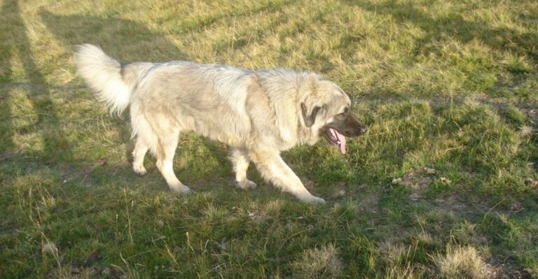 Dogs That Refuse Crates Are Fueling Debate 12 Breeds Owners Say Prefer Open Rest dog news