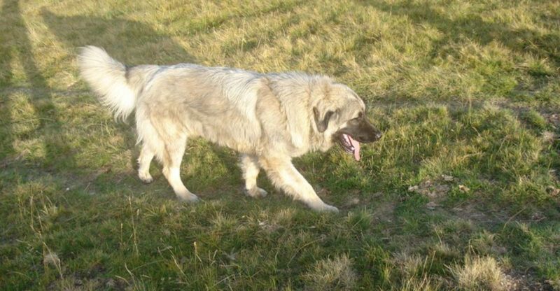 Dogs That Refuse Crates Are Fueling Debate 12 Breeds Owners Say Prefer Open Rest