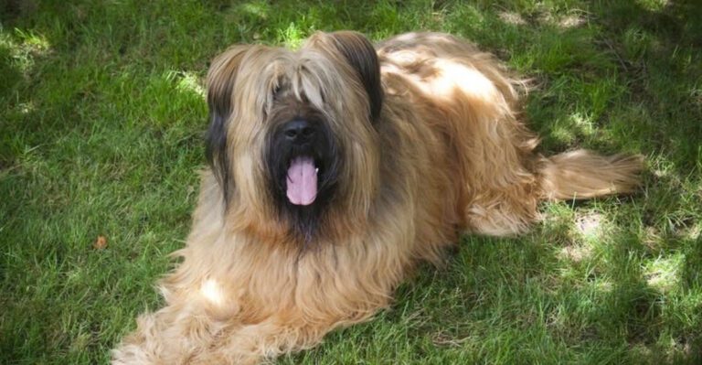 Dogs That Shut Down During Grooming Are Reframing Good Behavior 12 Breeds Often Misread dog news