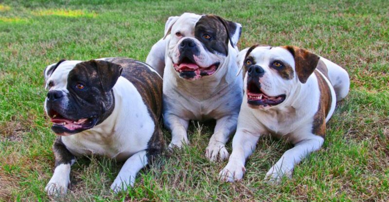 Dominance Theory Is Back And People Are Furious 15 Breeds Most Named in Alpha Comeback Posts