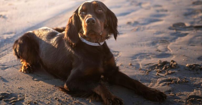 E Collar Bans Restrictions Keep Spreading 12 Breeds Most Cited In Should It Be Allowed Threads dog news