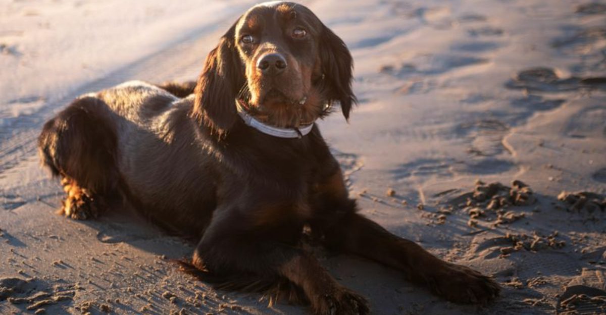 E Collar Bans Restrictions Keep Spreading 12 Breeds Most Cited In Should It Be Allowed Threads