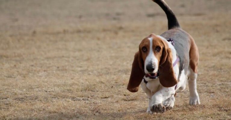 Enrichment For Reactive Dogs Is Exploding 12 Breeds Most Mentioned In Private Play De Stress Posts dog news