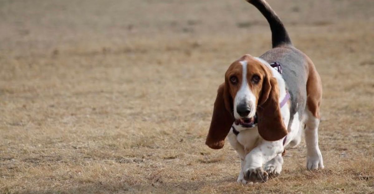 Enrichment For Reactive Dogs Is Exploding 12 Breeds Most Mentioned In Private Play De Stress Posts