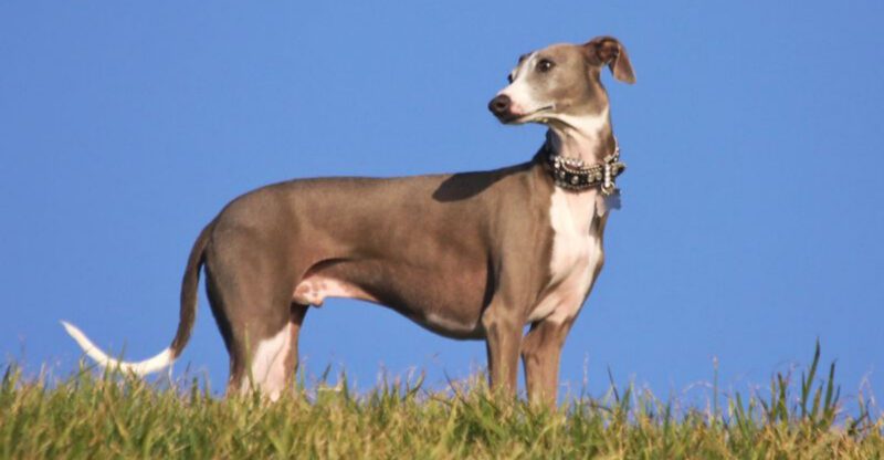 Fear Period Videos Are Surging Again 12 Breeds Owners Say Suddenly Act Different Overnight
