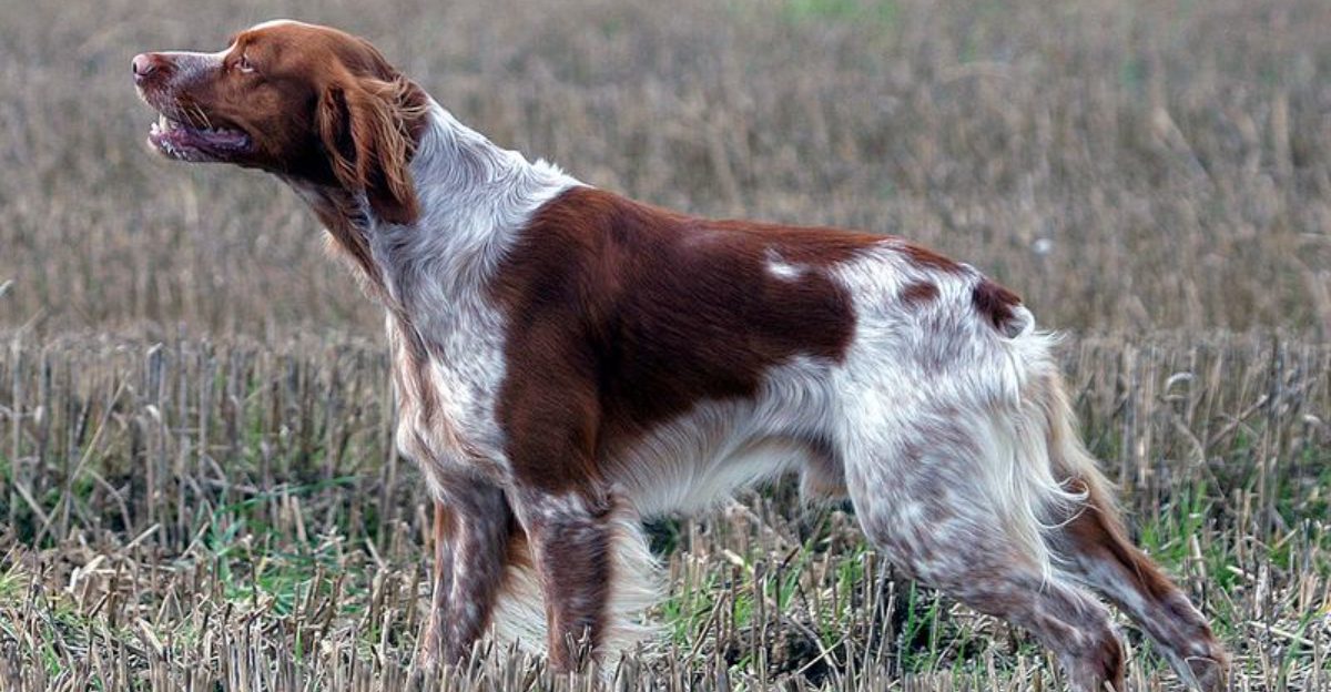 Floor Licking Isnt Funny 12 Breeds That Do It When Somethings Off