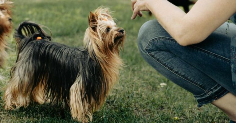 Frustration Barking Is The New Name For A Classic Problem 12 Breeds Most Blamed In Apartment Threads dog news