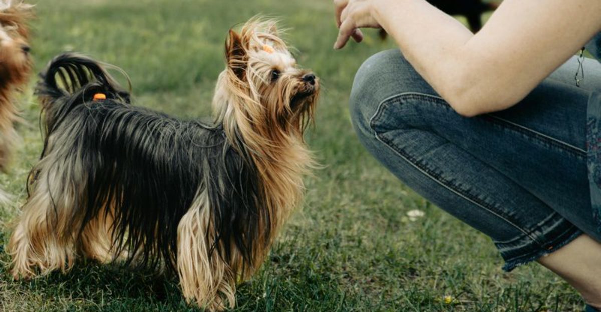 Frustration Barking Is The New Name For A Classic Problem 12 Breeds Most Blamed In Apartment Threads