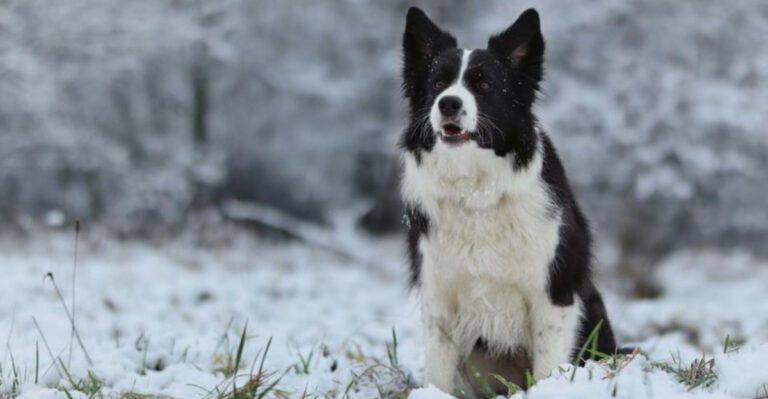 Games Drama dog news