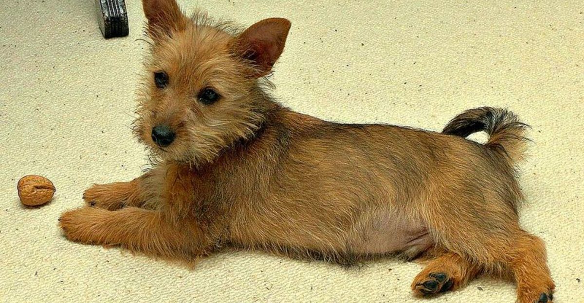 “Handler Frustration” Is Being Linked To Training Plateaus – 12 Breeds Most Mentioned