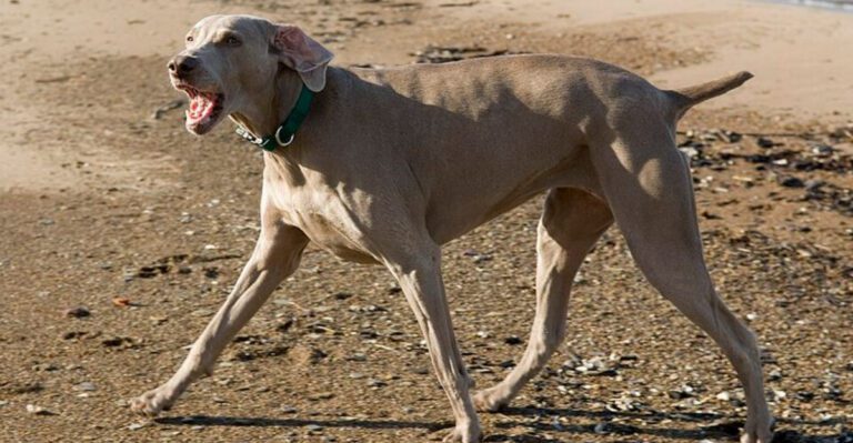 He Only Does It At Home Is A Huge Topic Right Now 12 Territorial Behaviors People Downplay dog news