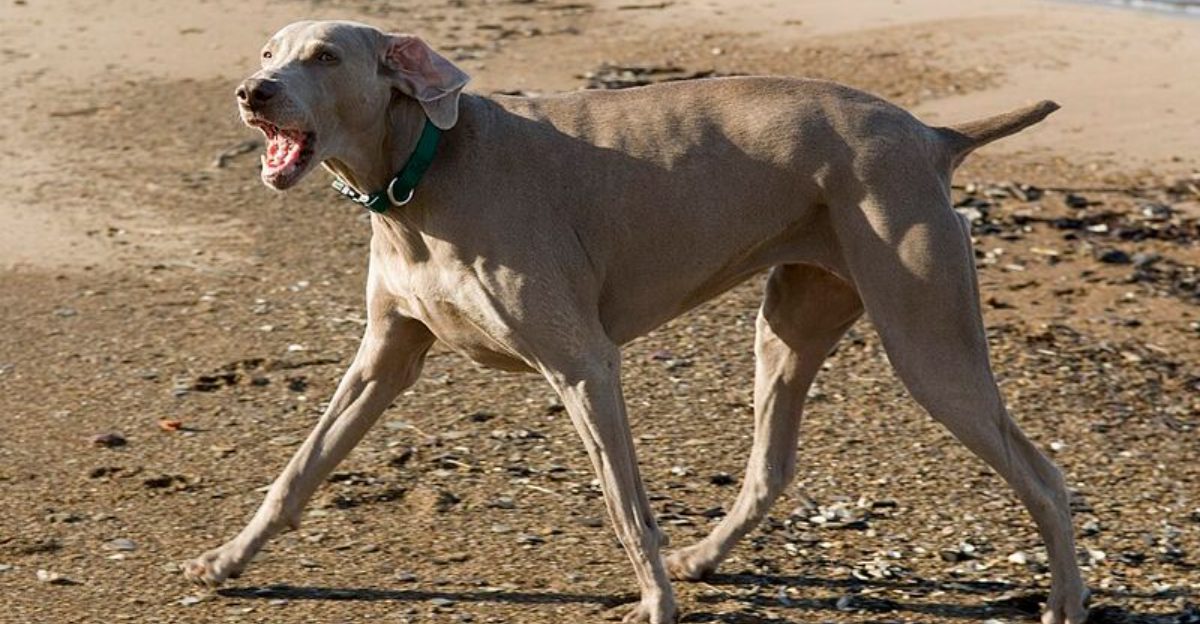 He Only Does It At Home Is A Huge Topic Right Now 12 Territorial Behaviors People Downplay