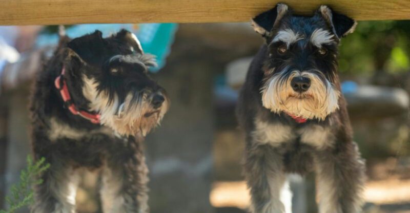 He Was Fine Until The Second Dog Arrived Threads Are Everywhere 13 Breeds Mentioned Most