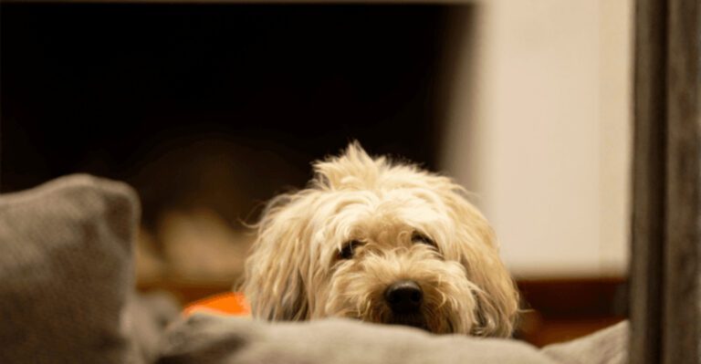 Hes Not Being Stubborn Is The Most Misused Phrase Online 15 Signals People Keep Getting Wrong dog news