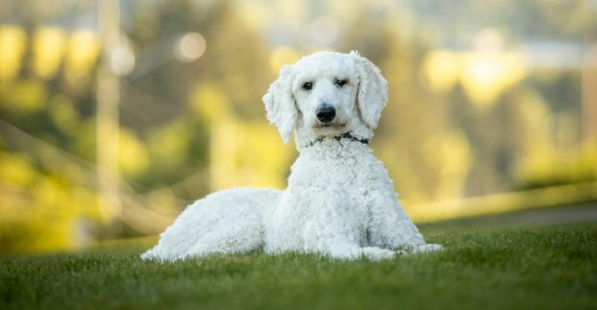 Hot Spots Arent Random 12 Breeds That Blow Up in Summer