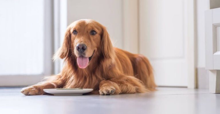 Is Fresh Dog Food Really Better Than Kibble Vets Weigh In dog news
