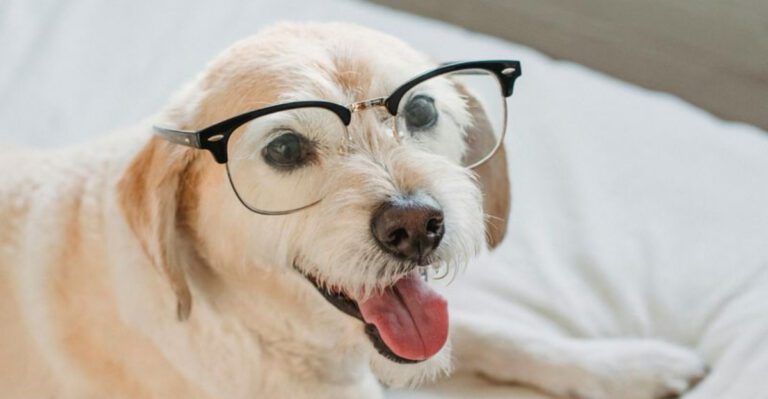 Is Your Dog Smarter Than You Think An Expert Shares 9 Signs dog news