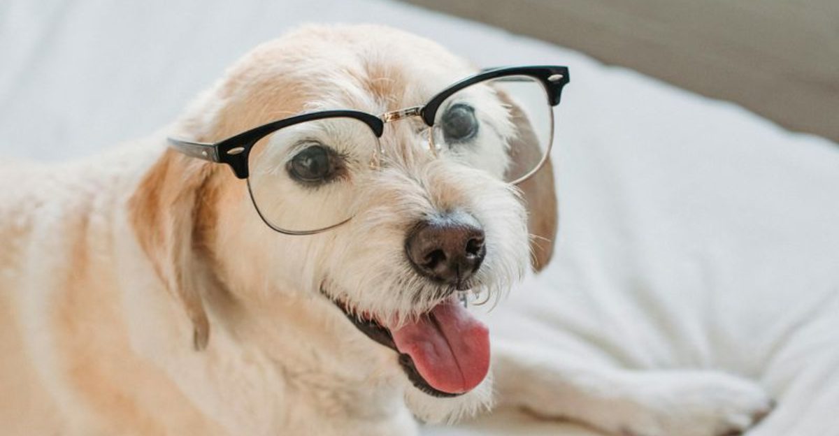 Is Your Dog Smarter Than You Think An Expert Shares 9 Signs