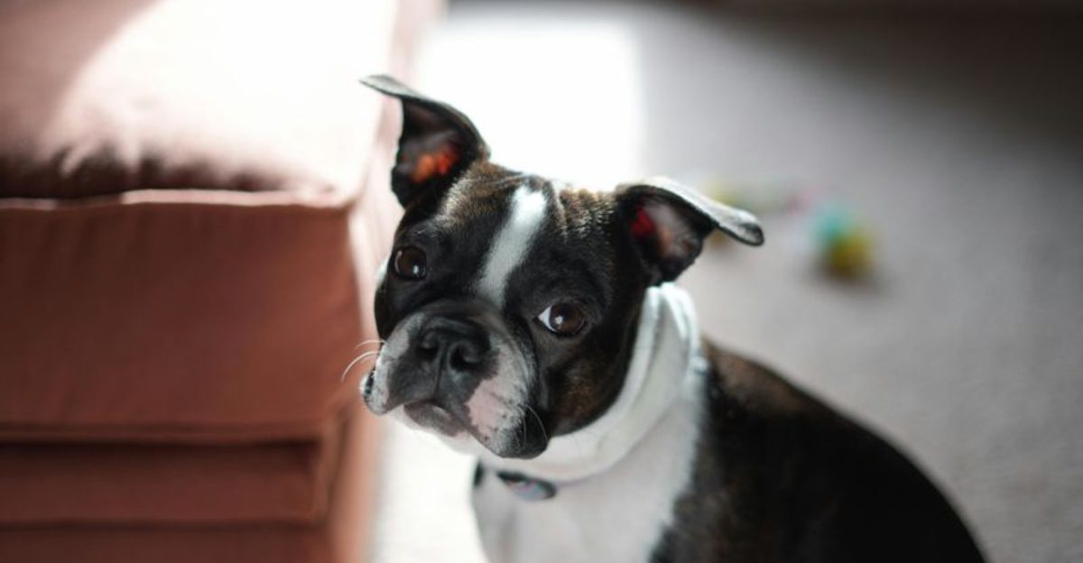 Lick Mat Addiction Is Real 12 Breeds Owners Use For Instant Calm And Sometimes Overuse