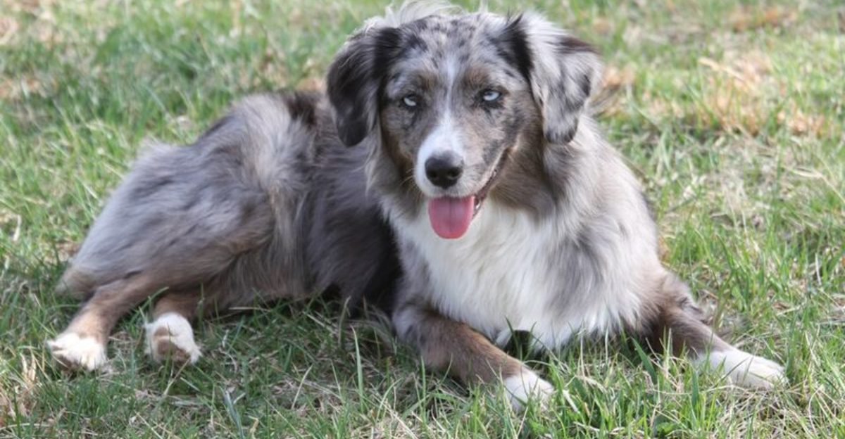 Mat Training Is Becoming The Off Switch Trend 12 Breeds Owners Say Need A Real Shut Down Skill