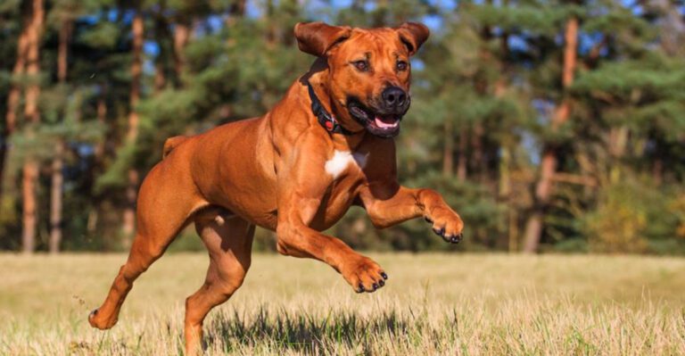 Muzzle Positivity Is Surging 12 Breeds People Say Get Judged The Most On Walks dog news